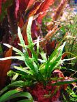 Microsorum sp. Trident (3)