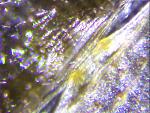 Chromatopelma cyanopubescens  4  5