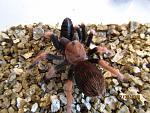 Aphonopelma bicoloratum 7