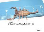  Heterometrus petersi
