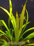 Ehinodorus tricolor