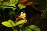 Lamprologus similis