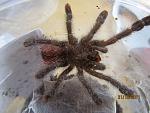 Avicularia spec. Peru, Amazonas Purple 7