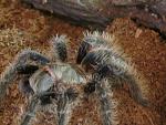 Brachypelma albopilosa
