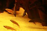 Altolamprologus calvus 'black'