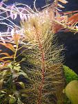 Myriophillum pinnatum