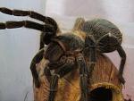 Lasiodora parahybana