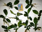 Anubias barteri `Broad leaf'