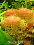 Cabomba furcata2