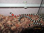 Lampropeltis pyromelana woodini - 