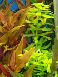 Pogostemon stellatus Narrow Leaf