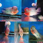 fwflowerhorn1295965243
