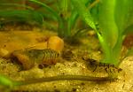Caridina cf. cantonensis "Tiger"
