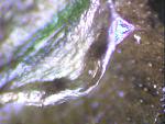 Tapinauchenius gigas  L7  L8.