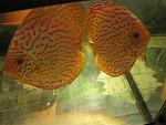 IMG 4481