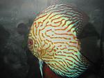 IMG 4156