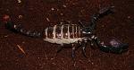 Pandinus imperator