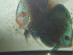 IMG 4162