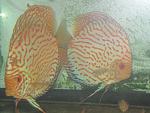IMG 4256