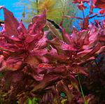 rotala macrandra