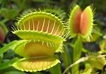 Dionaea muscipula2 Typikal
