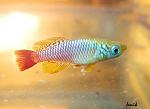   (Nothobranchius foerschi)