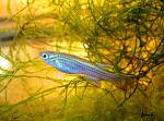 Aphyosemion striatum