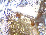 Ephebopus cyanognathus L6