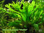 13 Microsorum pteropus Windelov