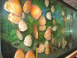 IMG 4794