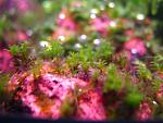 Hyophila Involuta   Star Moss (2)