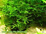 moss sp. Pulu Nias ()