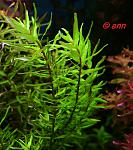 rotala sp. minima type II
