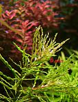 ludwigia sp tornado