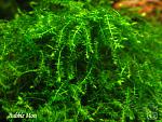 Bubble Moss2