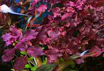 ludwigia sp red