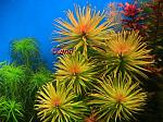ludwigia cuba