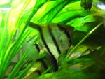 angelfish27