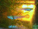 Aphyosemion striatum