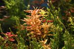rotala sp