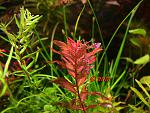 rotala sp butterfly