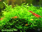 China moss