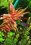 rotala variageted/sp tiger