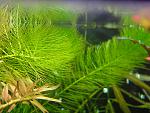   (Myriophyllum elatinoides)