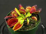 Dionaea muscipula2 Clumping clone