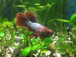 IMG 4647 Betta