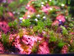 Hyophila Involuta   Star Moss (3)