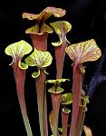 S flava rubcorp