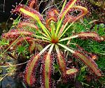 Drosera capensis typcial