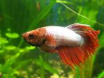 IMG 4724 Betta